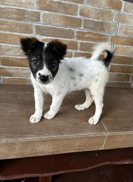 German Spitz Mixed  - German Spitz Dog