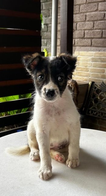 German Spitz Mixed  - German Spitz Dog