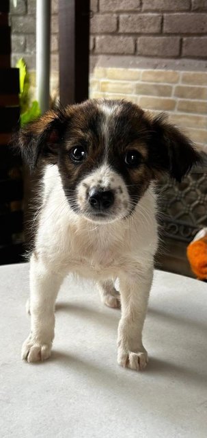 German Spitz Mixed  - German Spitz Dog