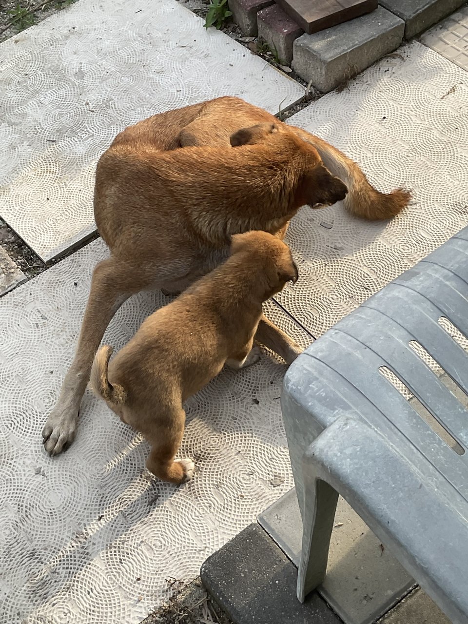 Mother And Puppies - Mixed Breed Dog