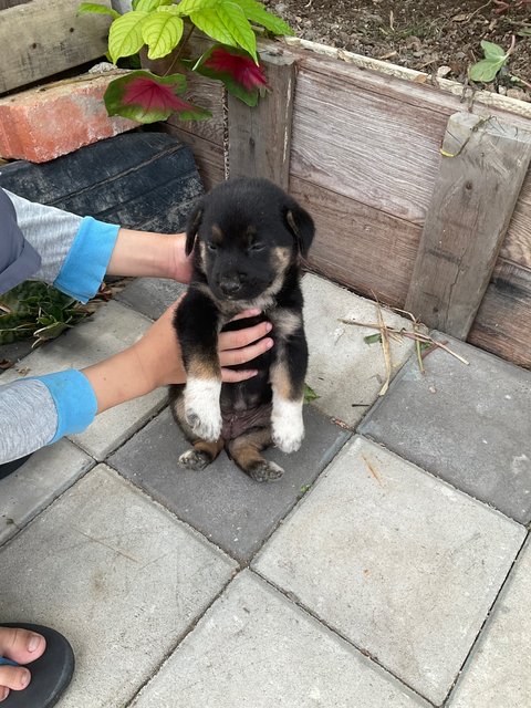 Mother And Puppies - Mixed Breed Dog