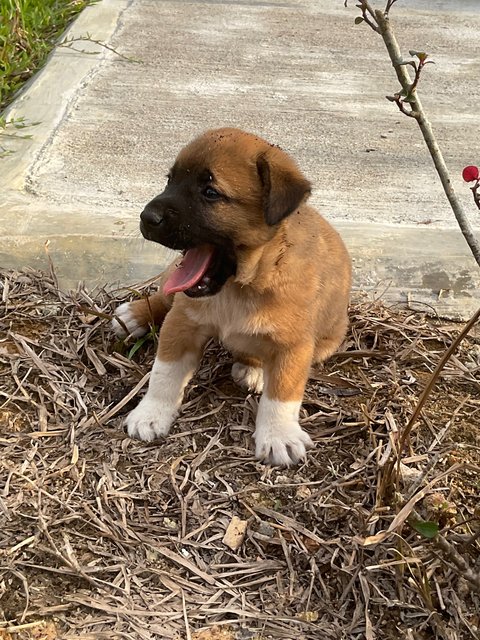 Mother And Puppies - Mixed Breed Dog