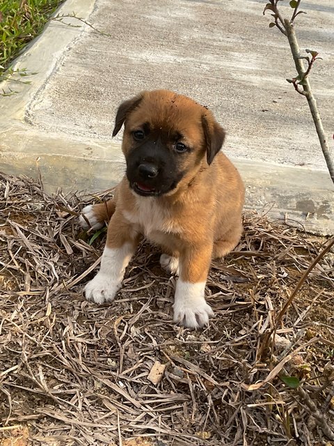 Mother And Puppies - Mixed Breed Dog