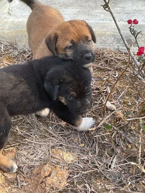 Mother And Puppies - Mixed Breed Dog