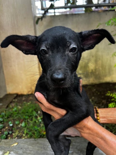 Happy - Mixed Breed Dog