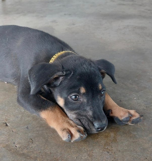 Daisy - Mixed Breed Dog