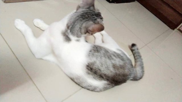 Luk Siufong - Domestic Short Hair + Tabby Cat