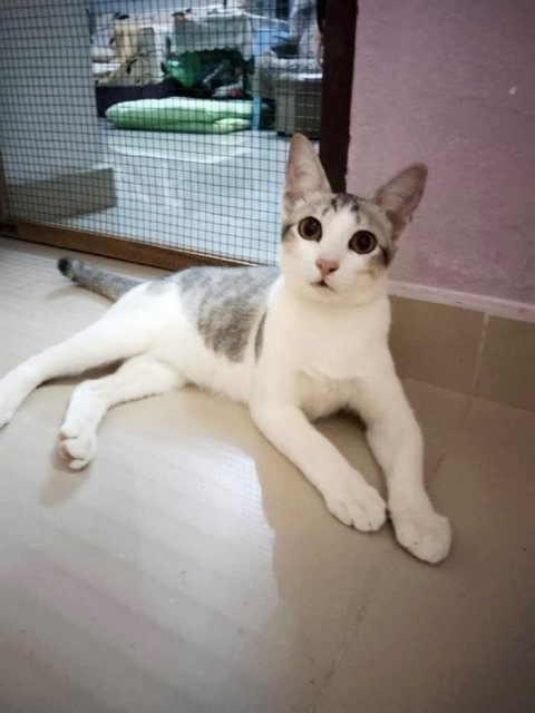 Luk Siufong - Domestic Short Hair + Tabby Cat