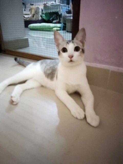 Luk Siufong - Domestic Short Hair + Tabby Cat