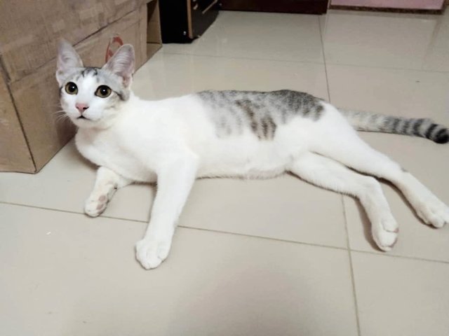 Luk Siufong - Domestic Short Hair + Tabby Cat