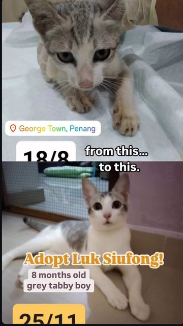 Luk Siufong - Domestic Short Hair + Tabby Cat