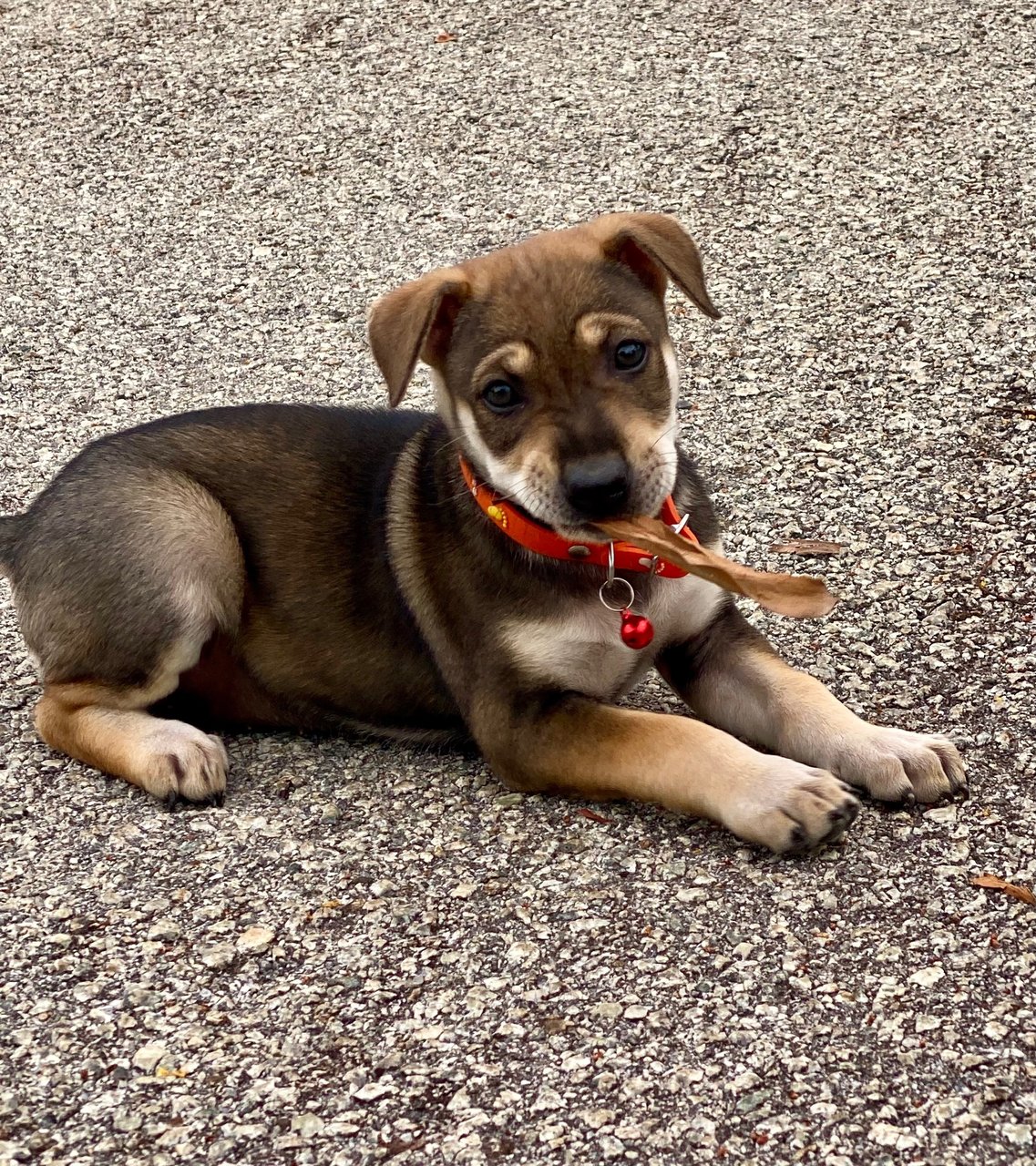 Nala - Mixed Breed Dog