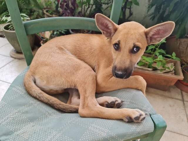 Ebby &amp; Chokie - Mixed Breed Dog