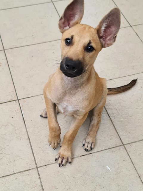 Ebby &amp; Chokie - Mixed Breed Dog