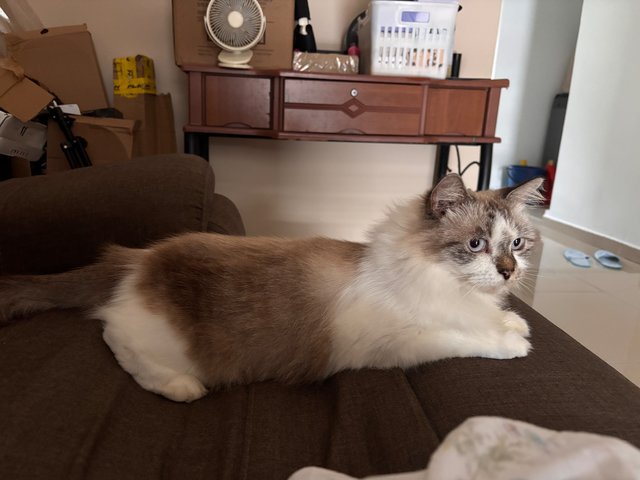 Melisa - Domestic Long Hair Cat