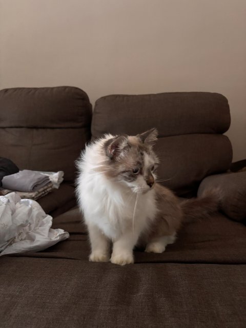 Melisa - Domestic Long Hair Cat