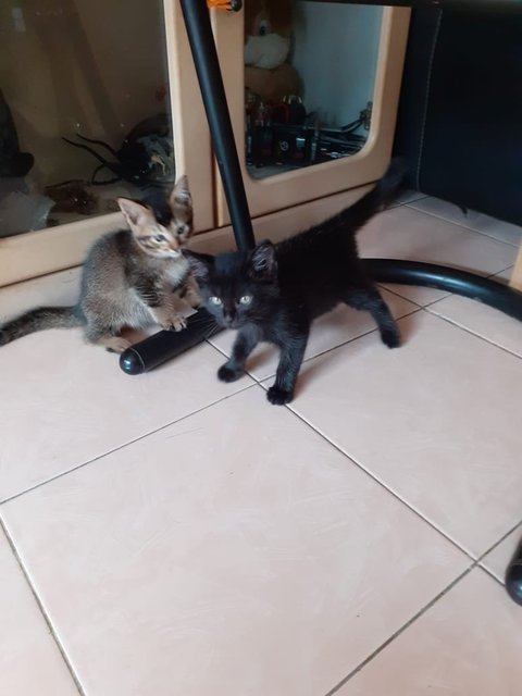 Kittens Duo - Domestic Short Hair Cat