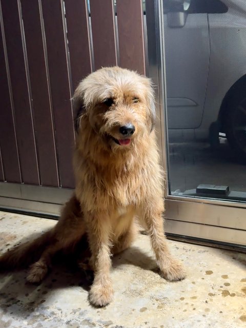 Bobo - Mixed Breed Dog