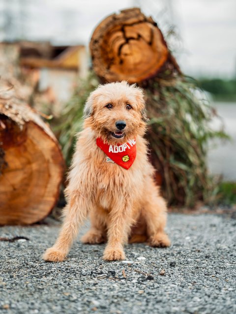 Bobo - Mixed Breed Dog