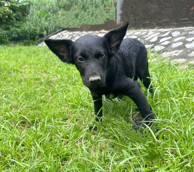 Sara - Australian Kelpie Mix Dog