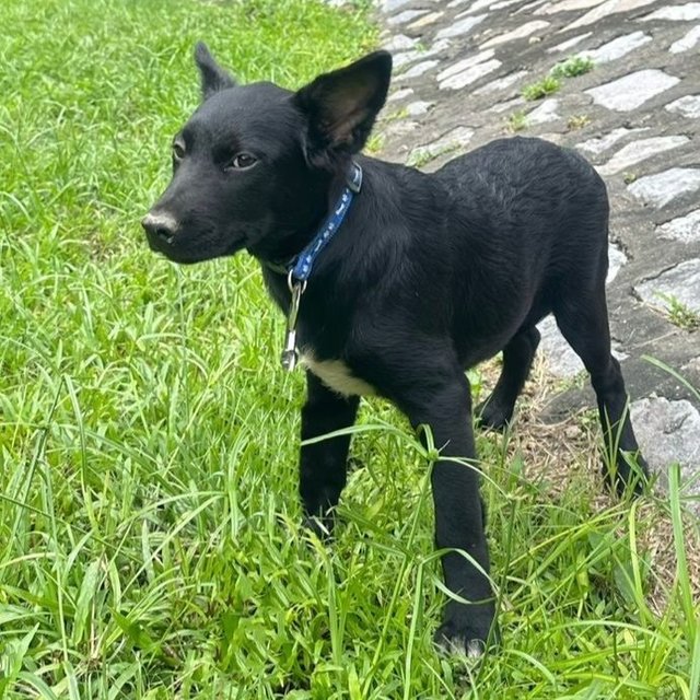 Sara - Australian Kelpie Mix Dog