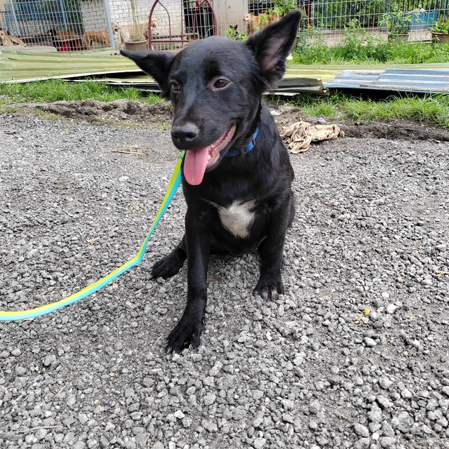 Sara - Australian Kelpie Mix Dog