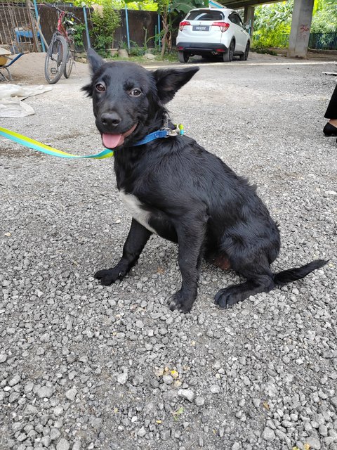 Sara - Australian Kelpie Mix Dog