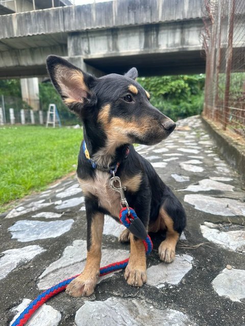 Paulie  - Australian Kelpie Mix Dog