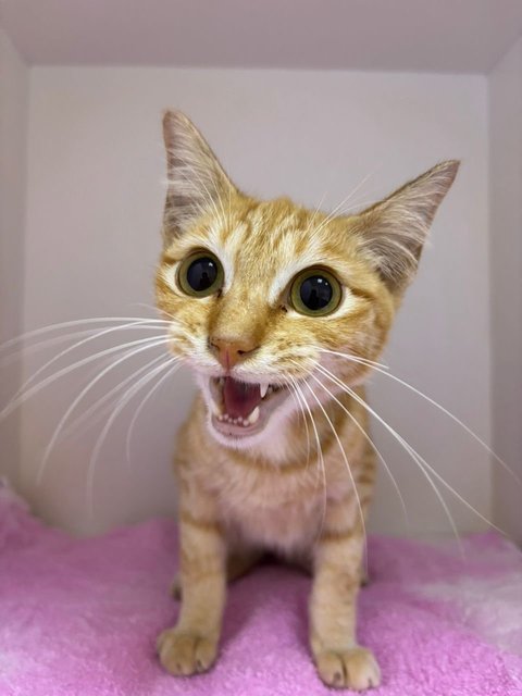 Ginger - Domestic Short Hair Cat