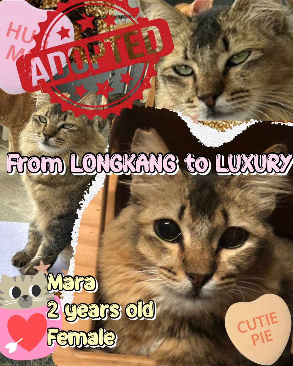 Mara - Domestic Medium Hair + Domestic Long Hair Cat