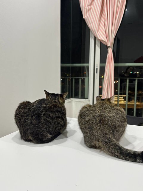 Kiki &amp; Bubu - Domestic Short Hair Cat