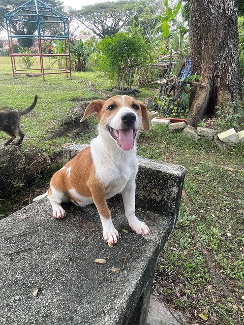 Goldie - Mixed Breed Dog