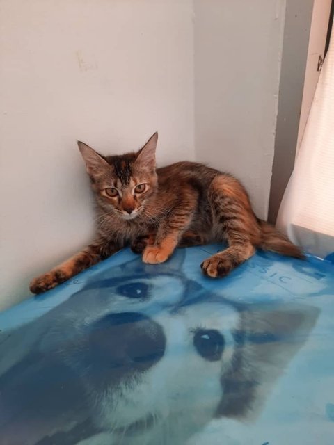 4 Kittens Available  - Domestic Short Hair + Domestic Medium Hair Cat