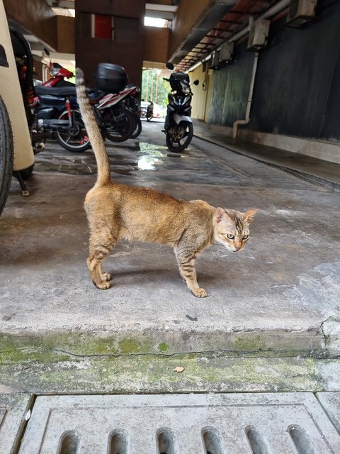 Apple  - Tabby Cat