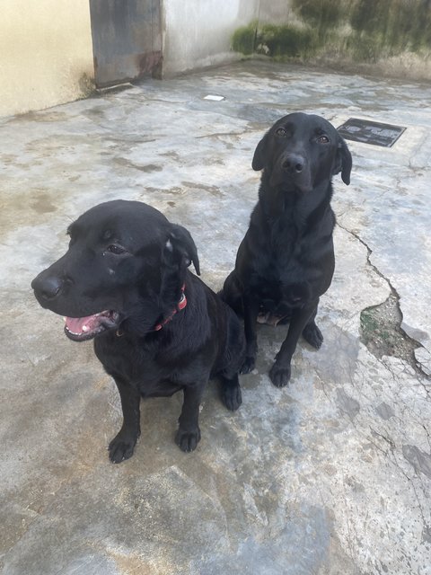 Mikka, Lucy - Labrador Retriever Dog