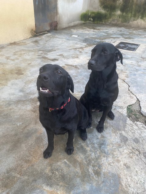 Mikka, Lucy - Labrador Retriever Dog