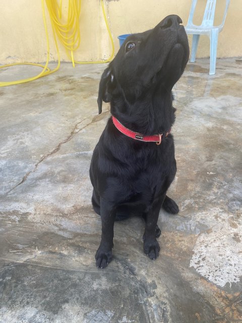 Mikka, Lucy - Labrador Retriever Dog