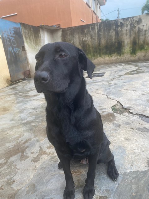 Mikka, Lucy - Labrador Retriever Dog