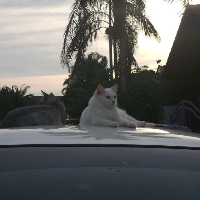 Snow And Putih - Domestic Long Hair + Domestic Short Hair Cat