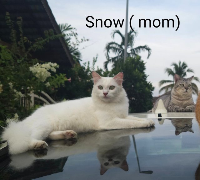 Snow And Putih - Domestic Long Hair + Domestic Short Hair Cat