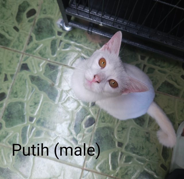 Snow And Putih - Domestic Long Hair + Domestic Short Hair Cat