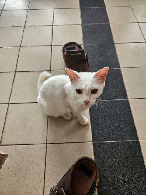 Snow And Putih - Domestic Long Hair + Domestic Short Hair Cat