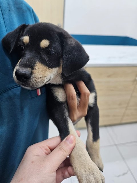 Kaya (female) at the vet