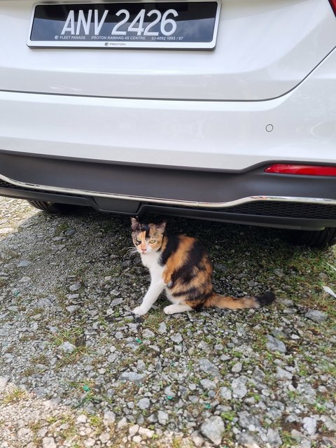 Chalie - Calico Cat