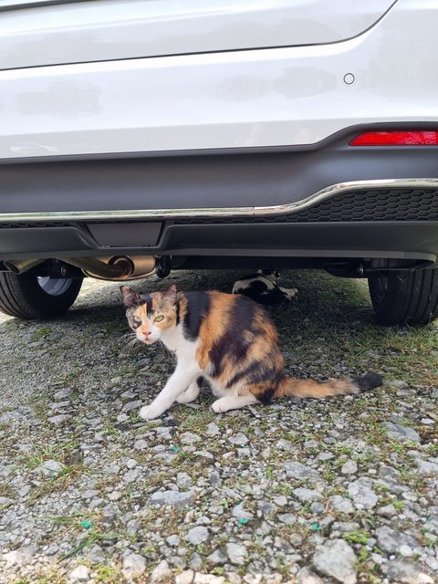 Chalie - Calico Cat