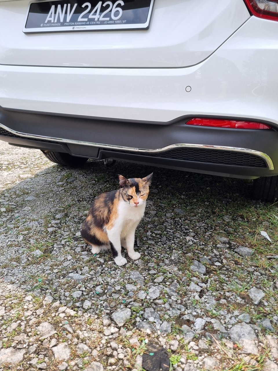 Chalie - Calico Cat