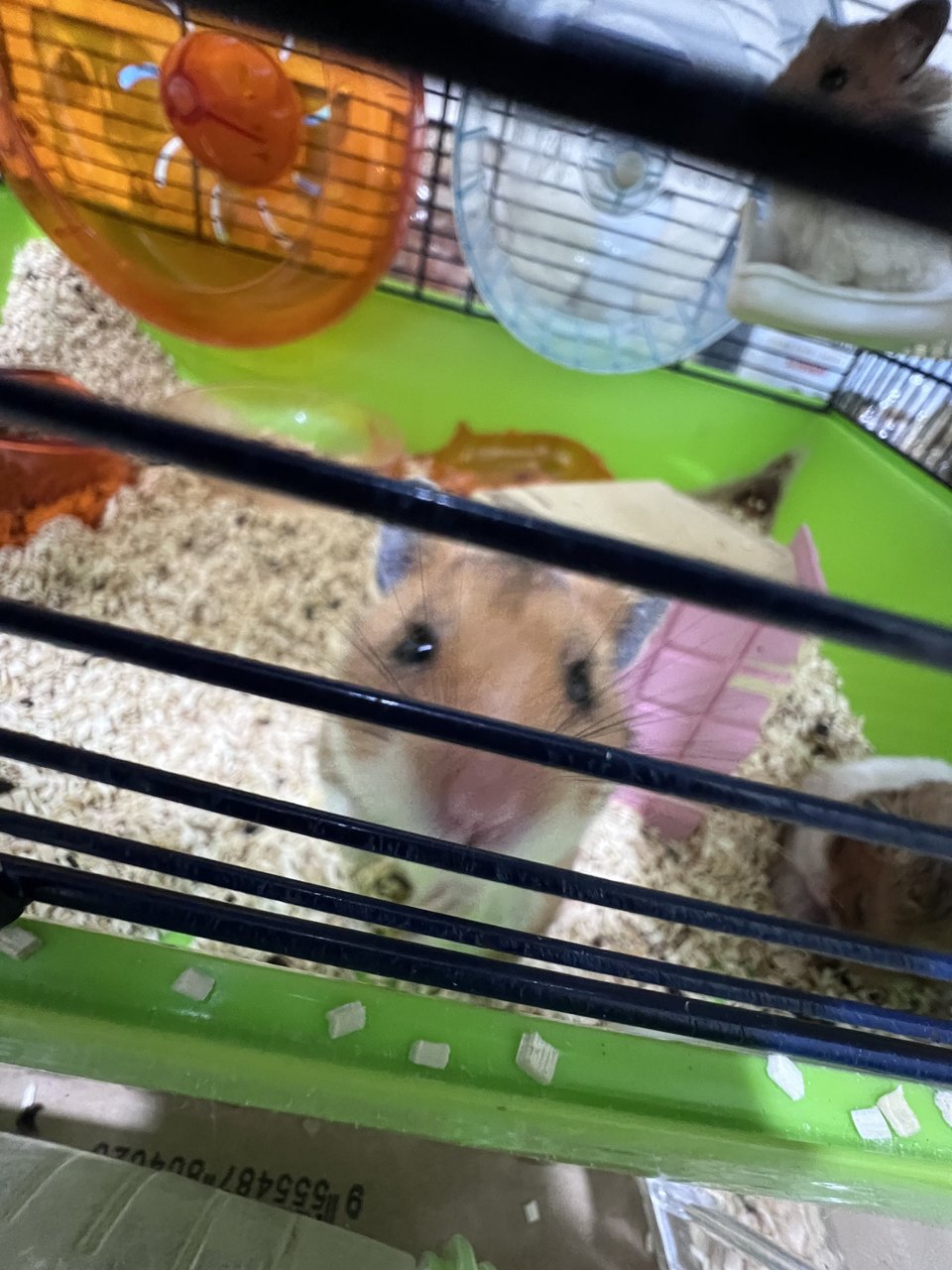 Meatball,nugget,skunk,mice,fluffy…… - Syrian / Golden Hamster Hamster