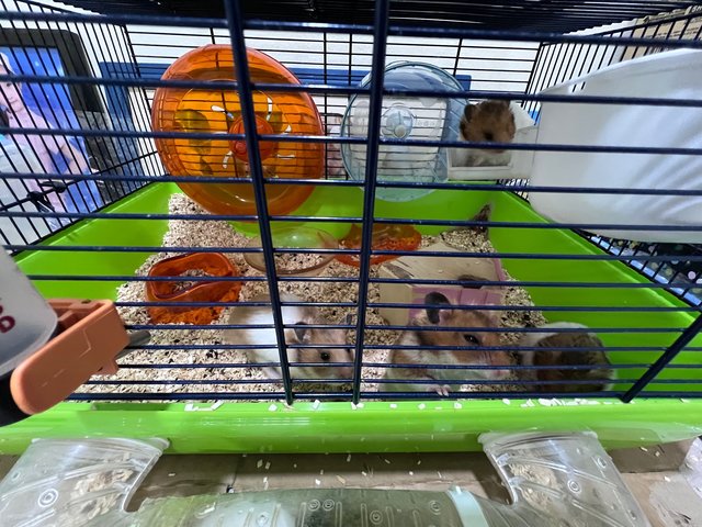 Meatball,nugget,skunk,mice,fluffy…… - Syrian / Golden Hamster Hamster