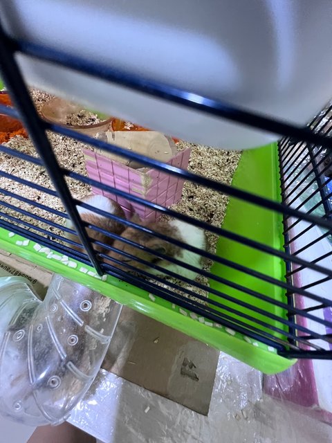 Meatball,nugget,skunk,mice,fluffy…… - Syrian / Golden Hamster Hamster