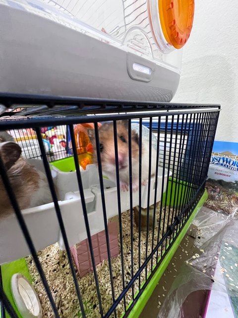 Meatball,nugget,skunk,mice,fluffy…… - Syrian / Golden Hamster Hamster